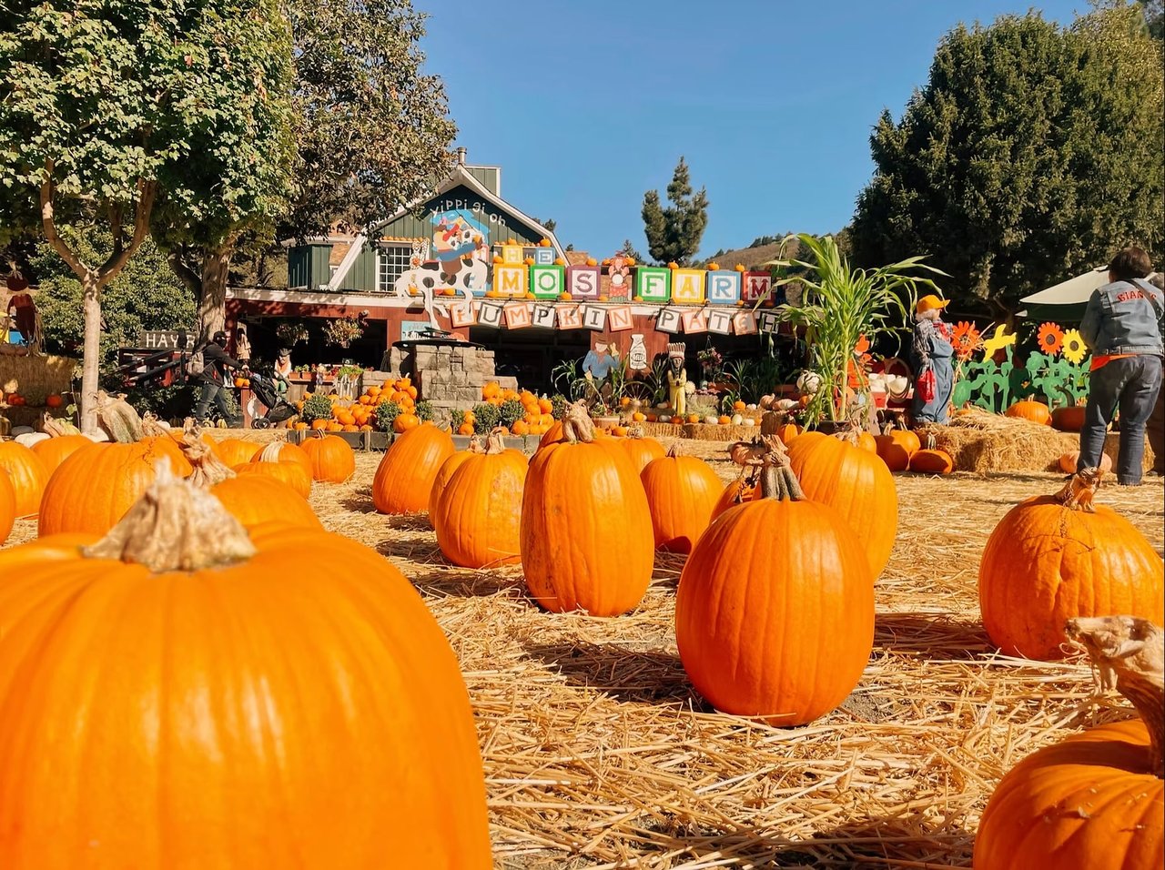 Lemos Farm Opening Weekend  in Half Moon Bay  — Bay Area family event