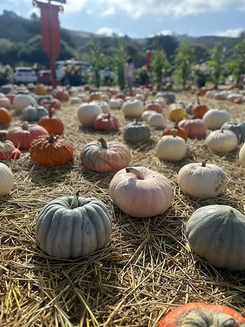 Pumpkins on a field