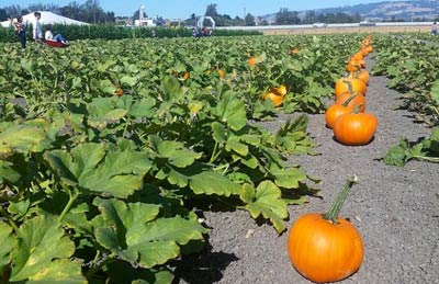 Petaluma Pumpkin Patch and Amazing Corn Maze