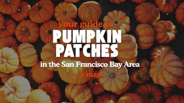 Bay Area Pumpkin Patches to Visit this Fall: The Ultimate Guide 2026
